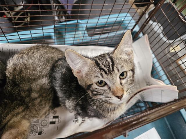Shelter Stray Male Cat last seen , 3201 Lacy St, Los Angeles, CA 90031, USA