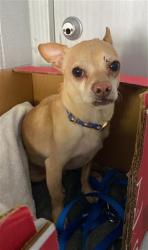Shelter Stray Male Dog last seen ALVARADO BLVD & LOS ROBLES BLVD, 2127 Front St, Sacramento, CA 95818, USA