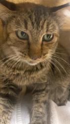 Shelter Stray Female Cat last seen BARTON WAY & COOKINGHAM WAY, 2127 Front St, Sacramento, CA 95818, USA