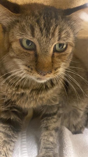 Shelter Stray Female Cat last seen BARTON WAY & COOKINGHAM WAY, 2127 Front St, Sacramento, CA 95818, USA