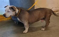Shelter Stray Male Dog last seen , 600 Aviation Dr, Camarillo, CA 93010, USA