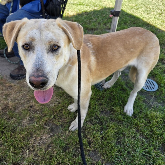 Shelter Stray Male Dog last seen Near BLOCK W 31ST ST, LONG BEACH CA, 7700 E Spring St, Long Beach, CA 90815, USA