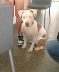 Shelter Stray Female Dog last seen SANTA CLARA, 1150 11 Mile Corner, Casa Grande, AZ 85194, USA