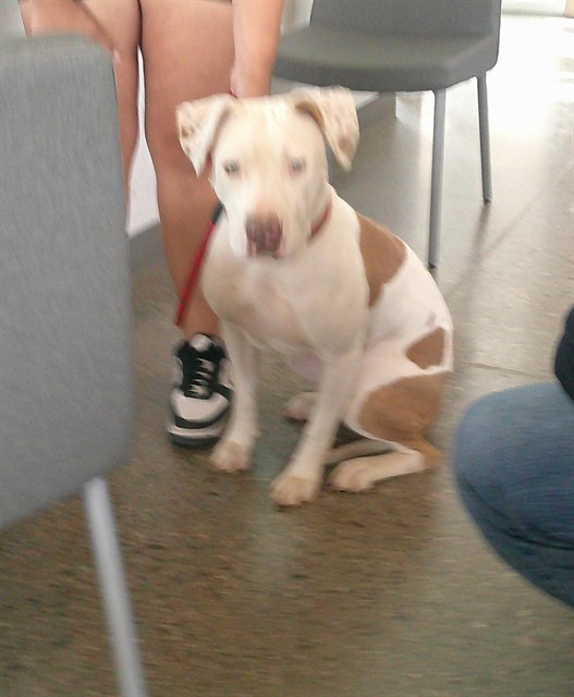 Shelter Stray Female Dog last seen SANTA CLARA, 1150 11 Mile Corner, Casa Grande, AZ 85194, USA