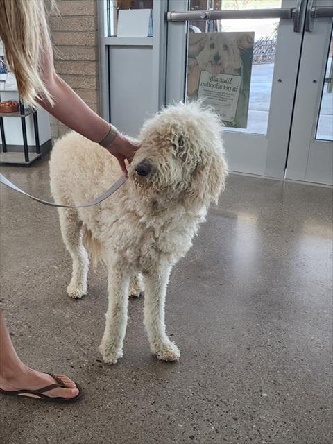 Shelter Stray Unknown Dog last seen JOSEPHINE ST, 1150 11 Mile Corner, Casa Grande, AZ 85194, USA