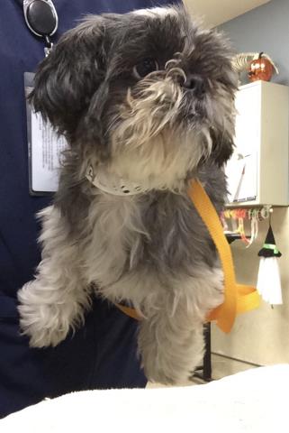 Shelter Stray Female Dog last seen Near BLOCK CREST AVE, RIVERSIDE CA 92503, 6851 Van Buren Boulevard, Jurupa Valley, CA 92509, USA