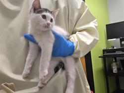 Shelter Stray Female Cat last seen Near BLOCK 52ND AVE S, AUBURN WA 98001, 21615 64th Ave S, Kent, WA 98032, USA