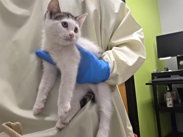 Shelter Stray Female Cat last seen Near BLOCK 52ND AVE S, AUBURN WA 98001, 21615 64th Ave S, Kent, WA 98032, USA