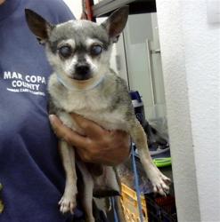 Shelter Stray Male Dog last seen APPALOOSA RD AND JACOB ST, 1920 S Lewis, Mesa, AZ 85210, USA