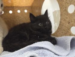 Shelter Stray Female Cat last seen Near BLOCK 52ND AVE S, AUBURN WA 98001, 21615 64th Ave S, Kent, WA 98032, USA