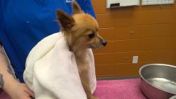 Shelter Stray Male Dog last seen SPOOL LN, 4950 SW Triana Blvd, Huntsville, AL 35805, USA