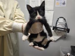 Shelter Stray Female Cat last seen Near BLOCK 52ND AVE S, AUBURN WA 98001, 21615 64th Ave S, Kent, WA 98032, USA