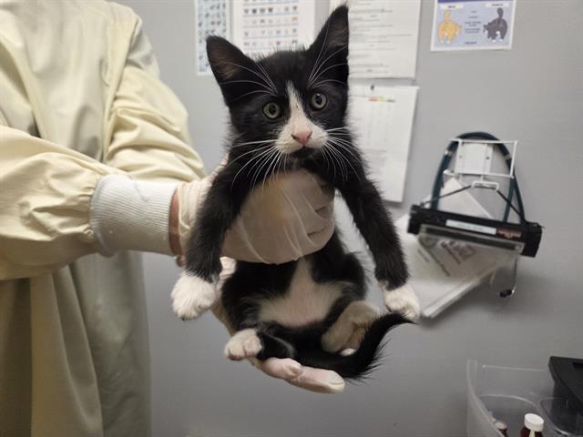 Shelter Stray Female Cat last seen Near BLOCK 52ND AVE S, AUBURN WA 98001, 21615 64th Ave S, Kent, WA 98032, USA