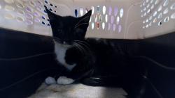 Shelter Stray Female Cat last seen GUENEVERE AVE SE, 4950 SW Triana Blvd, Huntsville, AL 35805, USA