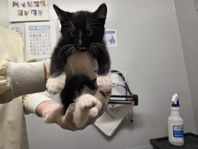 Shelter Stray Male Cat last seen Near BLOCK 52ND AVE S, AUBURN WA 98001, 21615 64th Ave S, Kent, WA 98032, USA