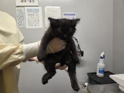 Shelter Stray Female Cat last seen Near BLOCK 52ND AVE S, AUBURN WA 98001, 21615 64th Ave S, Kent, WA 98032, USA