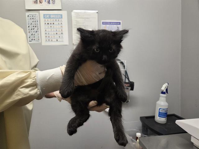 Shelter Stray Female Cat last seen Near BLOCK 52ND AVE S, AUBURN WA 98001, 21615 64th Ave S, Kent, WA 98032, USA