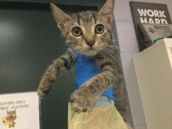 Shelter Stray Male Cat last seen Near BLOCK NORTH HAMPTON AVE CATHEDRAL CITY CA 92234, 72050 Pet Land Pl, Thousand Palms, CA 92276, USA