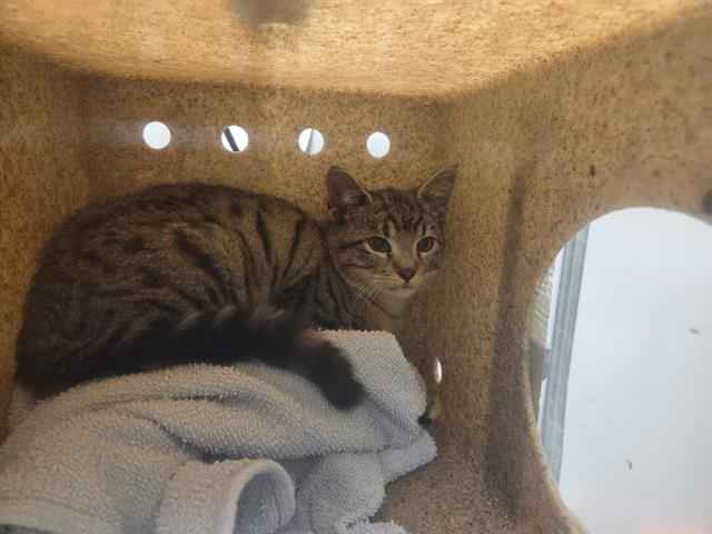Shelter Stray Male Cat last seen Near BLOCK S 152ND PL, TUKWILA WA 98188, 21615 64th Ave S, Kent, WA 98032, USA
