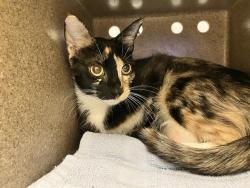 Shelter Stray Female Cat last seen Near BLOCK SE 272ND ST, COVINGTON WA 98042, 21615 64th Ave S, Kent, WA 98032, USA