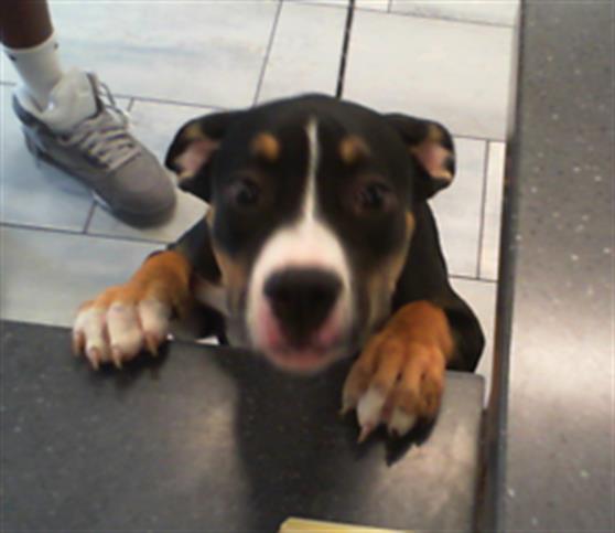 Shelter Stray Female Dog last seen CHARLOTTE, 8315 Byrum Dr, Charlotte, NC 28217, USA