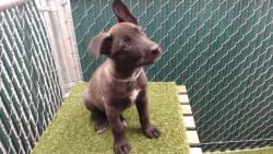 Shelter Stray Female Dog last seen , 11258 Garfield Ave, Downey, CA 90242, USA