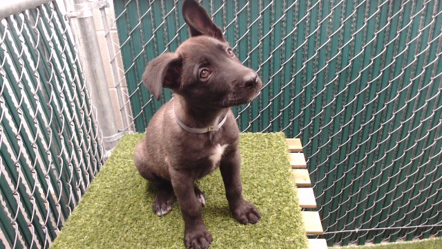 Shelter Stray Female Dog last seen , 11258 Garfield Ave, Downey, CA 90242, USA