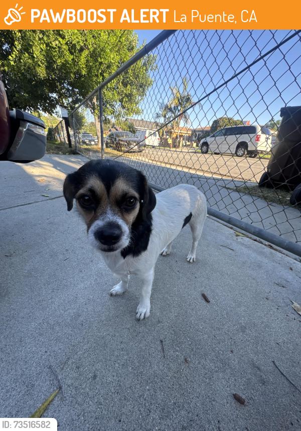 Found/Stray Male Dog last seen Abbey and common, La Puente, CA 91744