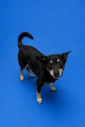 Shelter Stray Male Dog last seen Near BLOCK NE 42 ST, 3599 NW 79th Ave, Doral, FL 33122, USA