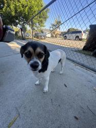 Found/Stray Male Dog last seen Abbey and common, La Puente, CA 91744