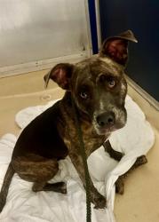 Shelter Stray Female Dog last seen Near BLOCK NW 68TH ST, 3599 NW 79th Ave, Doral, FL 33122, USA