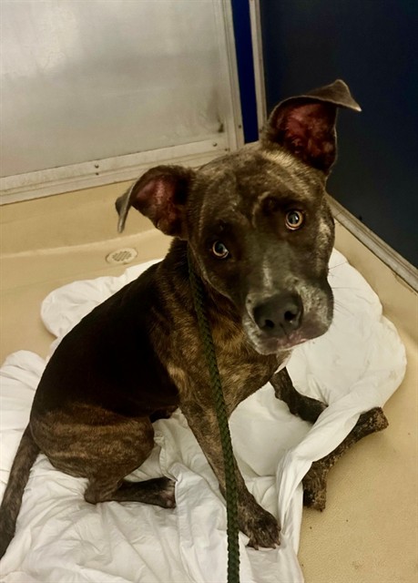 Shelter Stray Female Dog last seen Near BLOCK NW 68TH ST, 3599 NW 79th Ave, Doral, FL 33122, USA