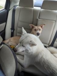Found/Stray Unknown Dog last seen smith rd, Springdale, AR 72764