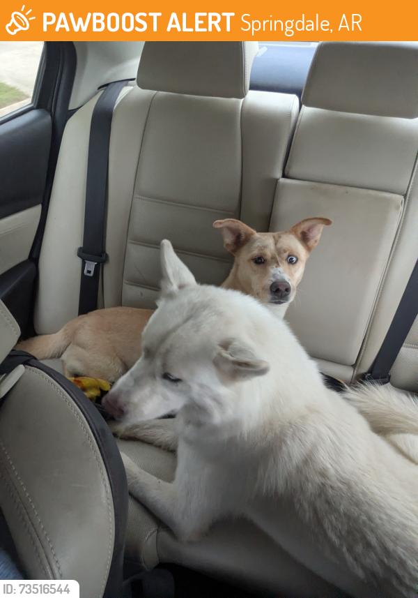 Found/Stray Unknown Dog last seen smith rd, Springdale, AR 72764
