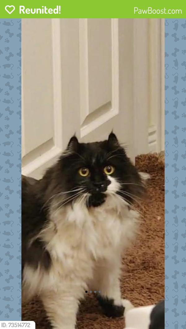 Reunited Male Cat last seen Near s 4800 w, West Jordan, UT 84081