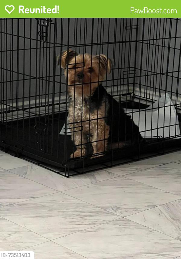 Reunited Male Dog last seen sumac & yucca, Hesperia, CA 92345