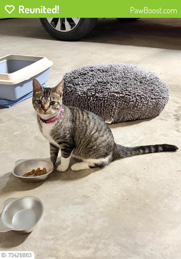 Reunited Female Cat last seen 59th and Hunter, Colman Park area, Raytown, MO 64133