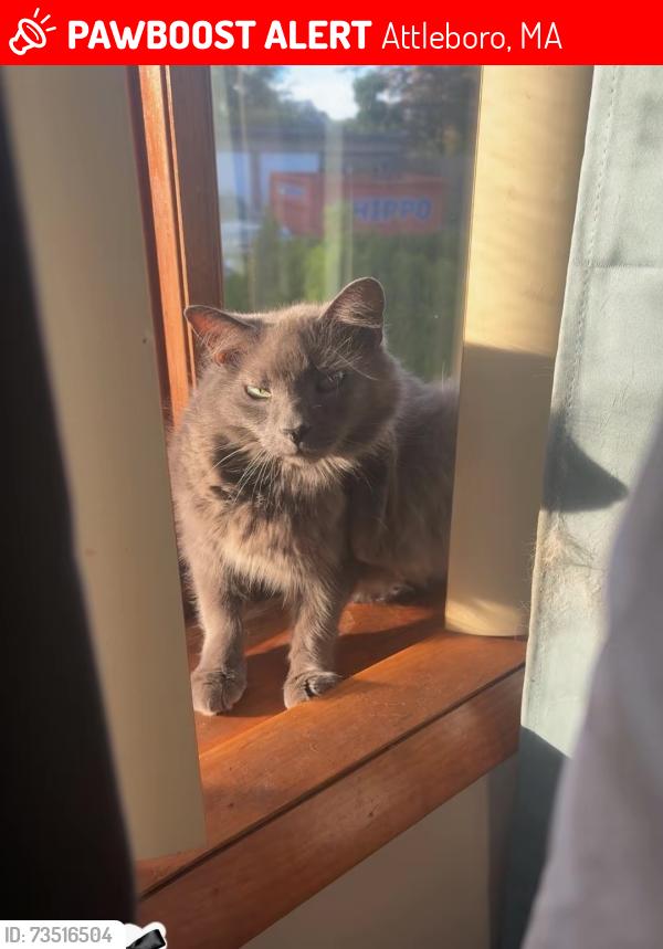 Lost Male Cat last seen Near hawthorne st attleboro, Attleboro, MA 02703