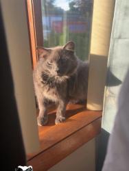 Lost Male Cat last seen Near hawthorne st attleboro, Attleboro, MA 02703