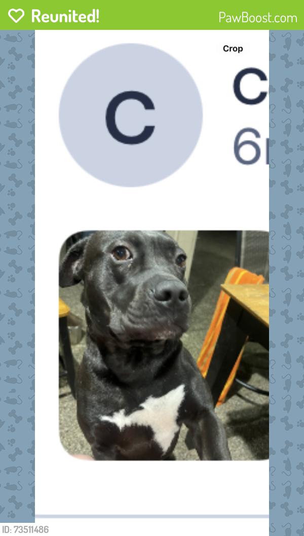 Reunited Male Dog last seen Near Cypresswood Dr, Spring, TX 77388, USA, Spring, TX 77388