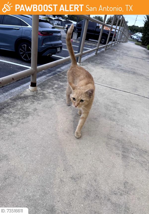 Found/Stray Female Cat last seen Stays around Texas DPS, San Antonio, TX 78240