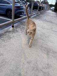 Found/Stray Female Cat last seen Stays around Texas DPS, San Antonio, TX 78240
