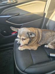 Reunited Female Dog last seen Northshore Elementary, Houston, TX 77015