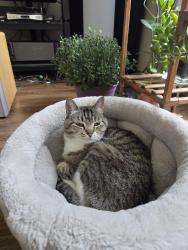 Reunited Female Cat last seen Near 634, Calgary, AB T3B 2H8