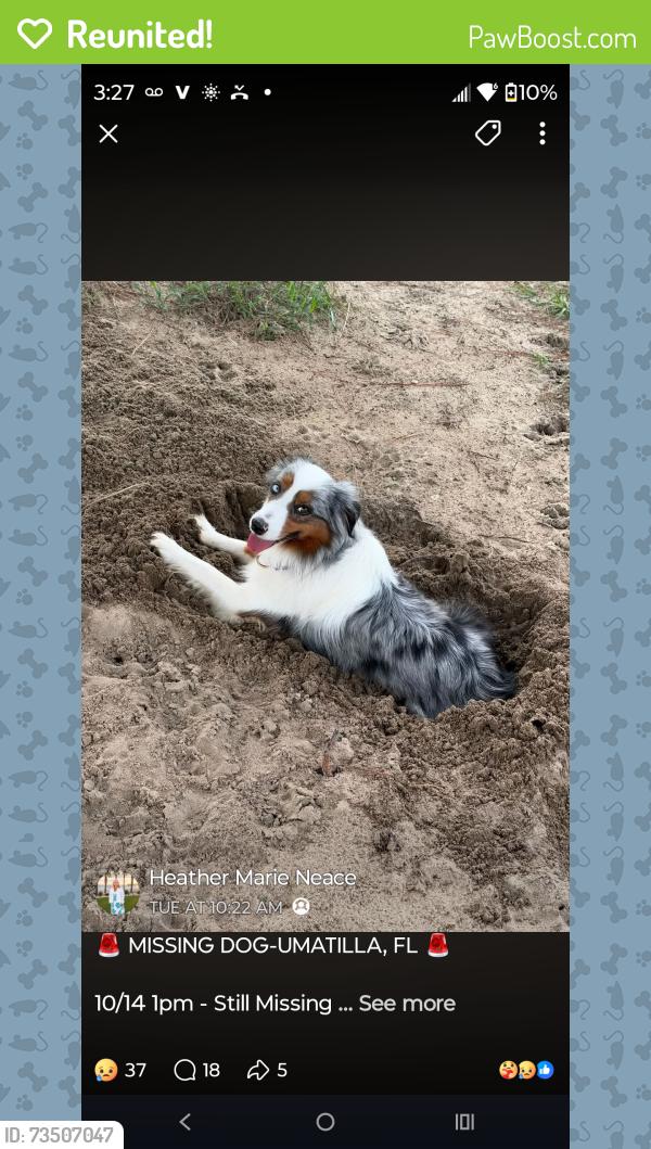 Reunited Female Dog last seen Wooded area behind North Lake Park, Umatilla, FL 32784