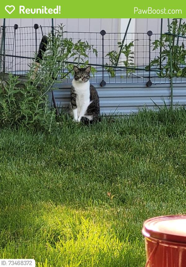 Reunited Male Cat last seen Near South 3325 West Roy, UT., Roy, UT 84067