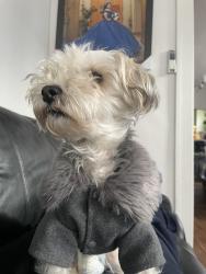 Lost Female Dog last seen 27th and greenfield, Milwaukee, WI 53215