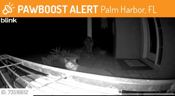 Found/Stray Unknown Cat last seen 19th St & Nebraska, Palm Harbor, FL 34683