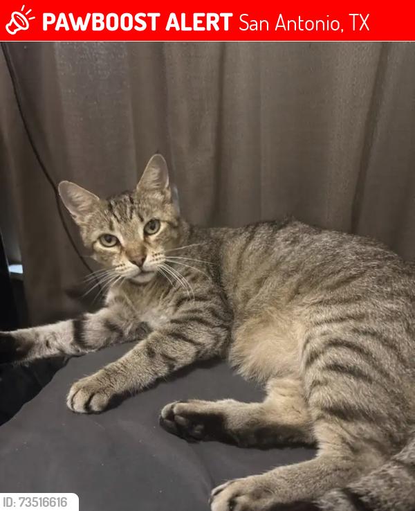 Lost Male Cat last seen Steves and Elgin, San Antonio, TX 78210