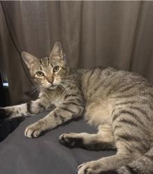 Lost Male Cat last seen Steves and Elgin, San Antonio, TX 78210